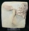 Macrocrinus & Actinocrinites Crinoid Association #16082-1